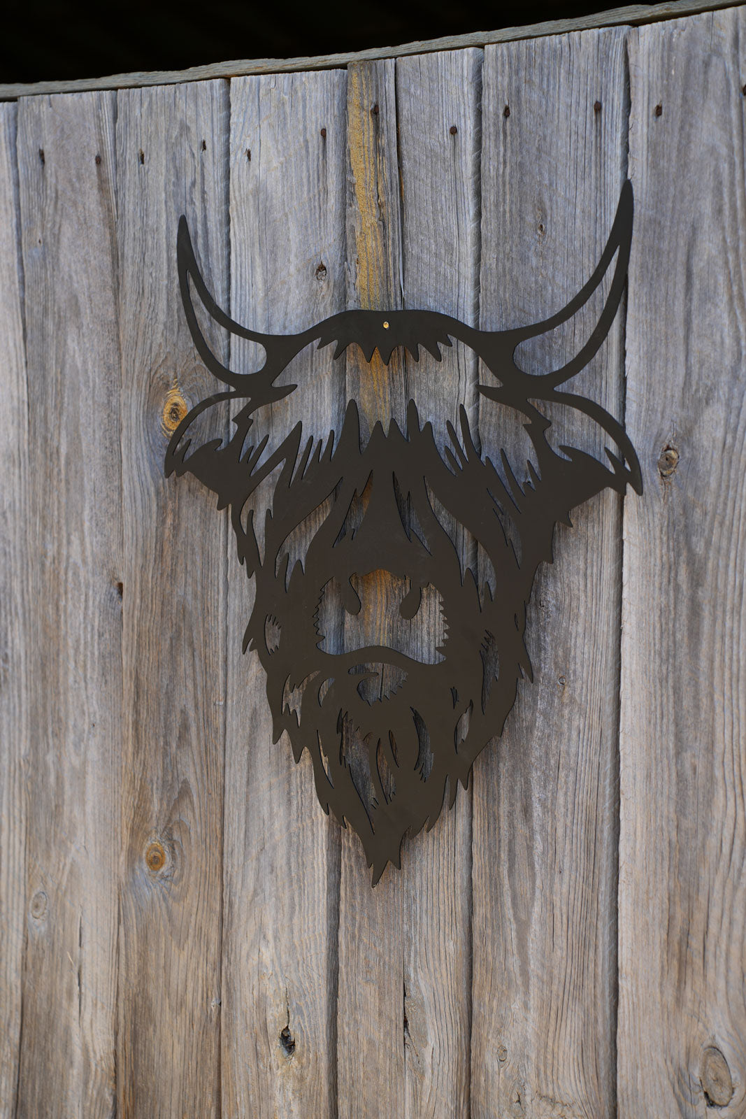 Highland Cow